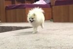 Андрей Черкасов: Наша  монечка - звезда!