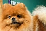 Надежда Ермакова: Самый активный котопёс