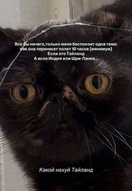 Опенченко в компании Сеньориты планирует улететь в Таиланд Опенченко в компании Сеньориты планирует улететь в Таиланд