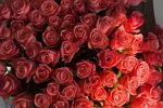 Ирина Пингвинова: Теперь я за осознанный выбор