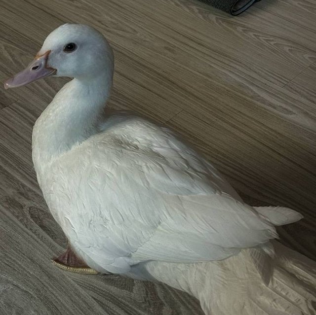 Новая участница проекта хочет привезти на поляну утку