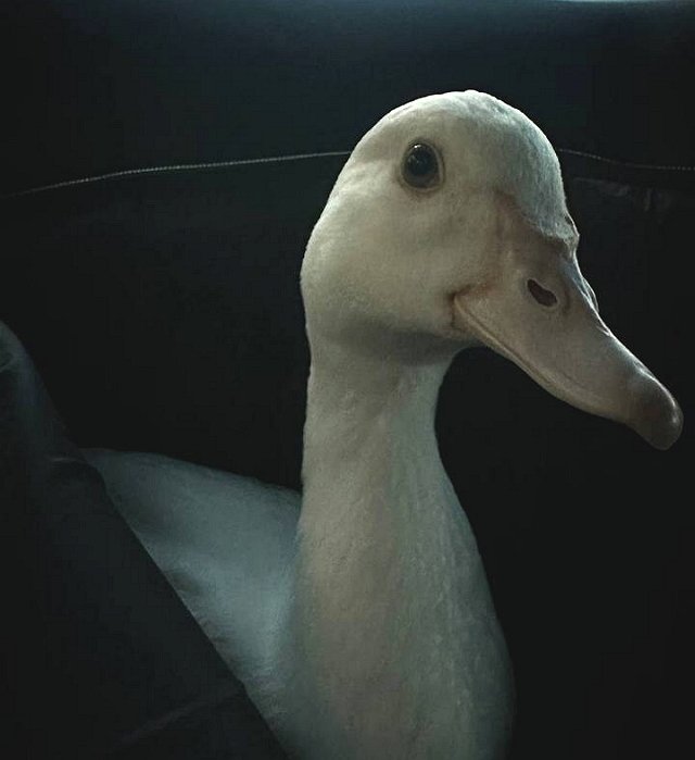 Соня Гриневская: Переговорила с шефом насчёт дочи