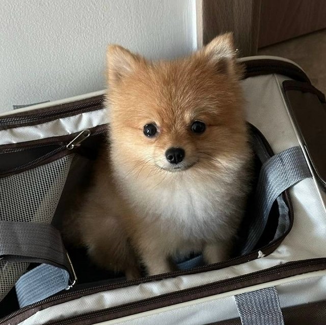 Сергей и Евгения Хорошевы переезжают поближе к родным? Сергей и Евгения Хорошевы переезжают поближе к родным?