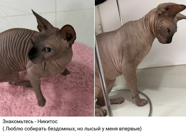 Евгения Дорожкина выселила жильца и обзавелась питомцем